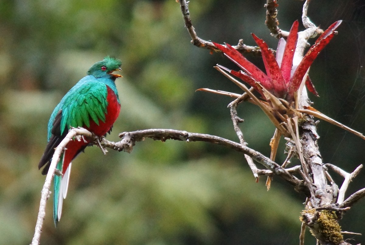 Crested Quetzal - ML43815681