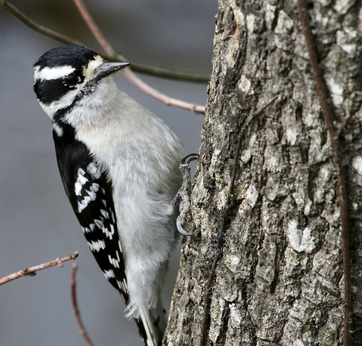 Downy Woodpecker - ML438158491