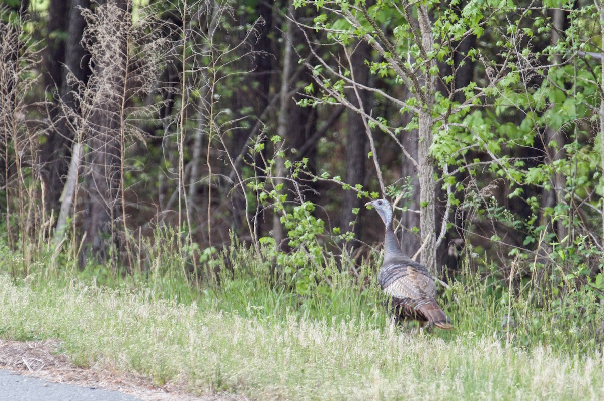 Wild Turkey - ML438158771