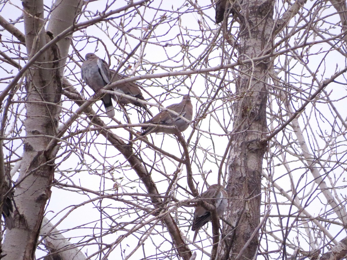 White-winged Dove - ML43815891