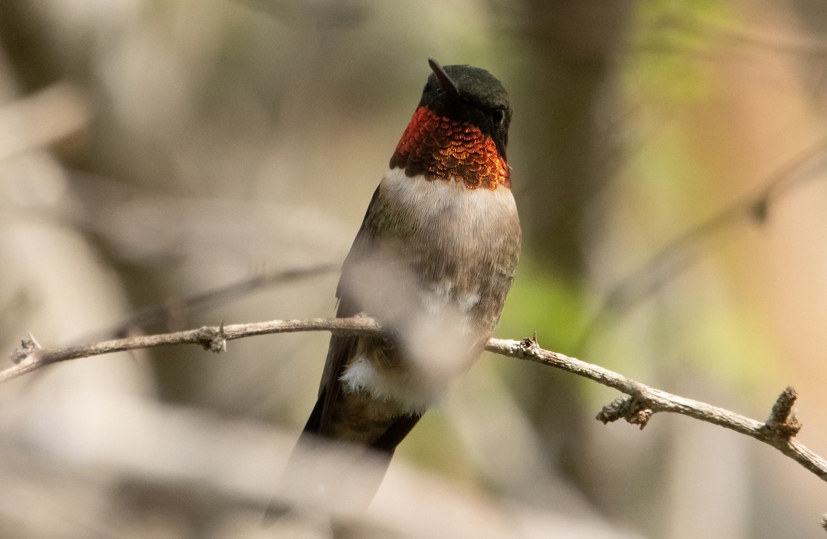 Ruby-throated Hummingbird - Liam Huber