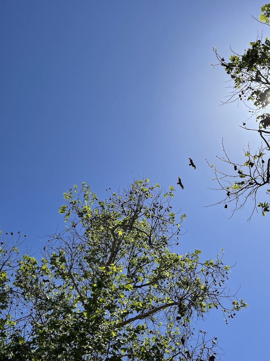 Turkey Vulture - ML438160271