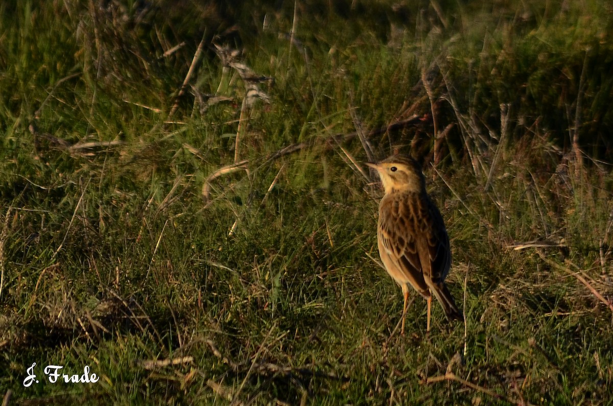 Blyth's Pipit - José Frade