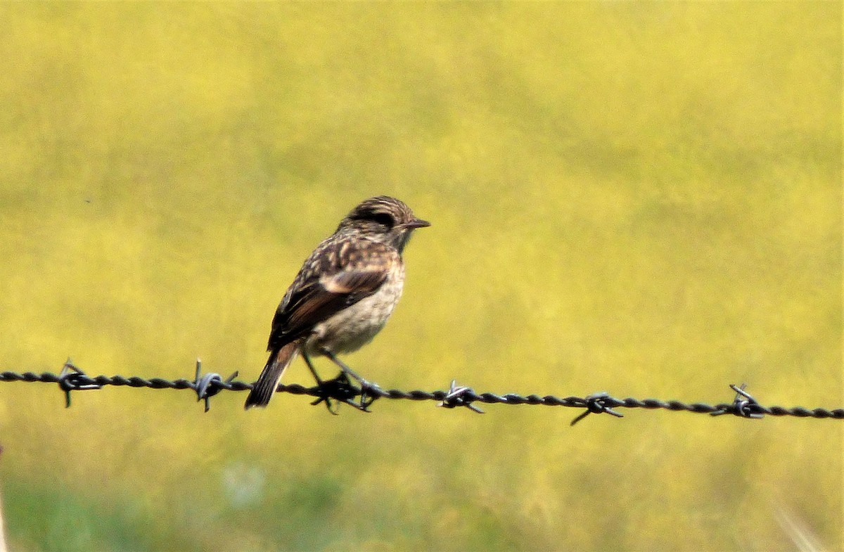 bramborníček černohlavý - ML438160671