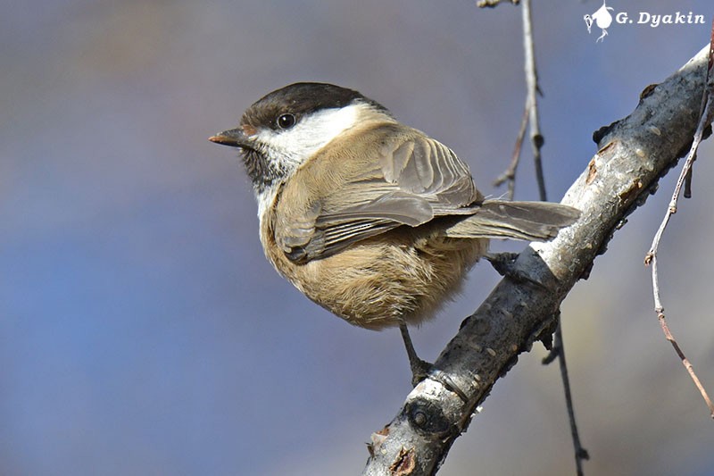 Willow Tit (Songar) - ML438160831