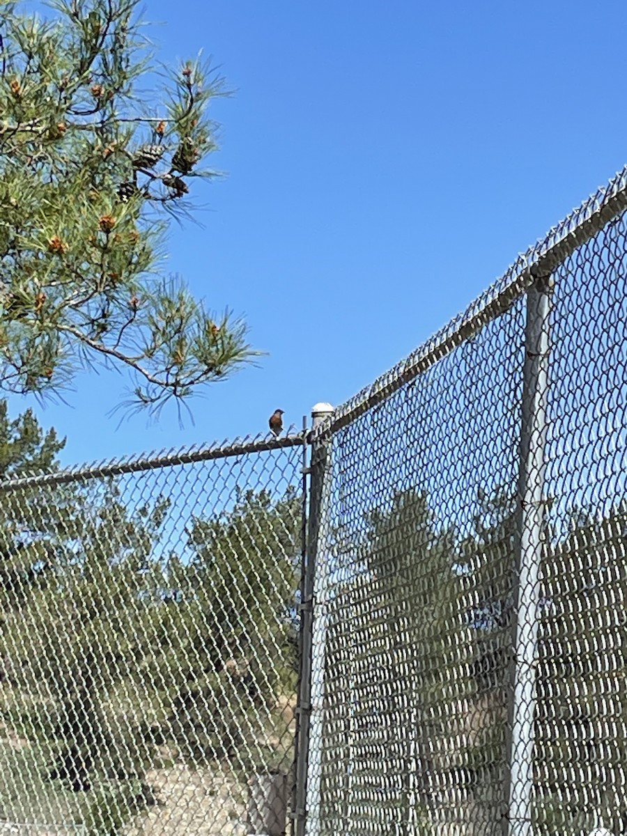 Western Bluebird - Coryna Holcombe