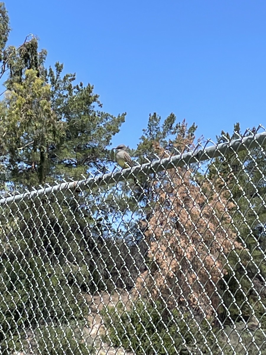 Cassin's Kingbird - ML438161911