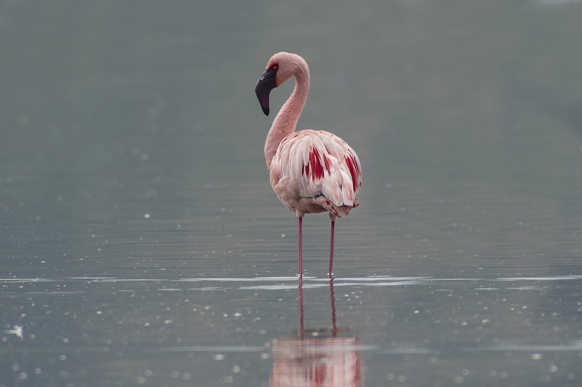 Lesser Flamingo - Jeff Maw