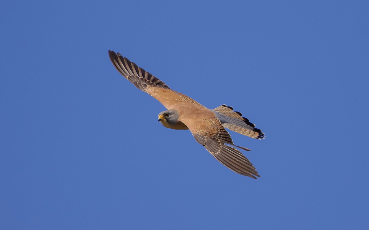 Lesser Kestrel - ML438163991