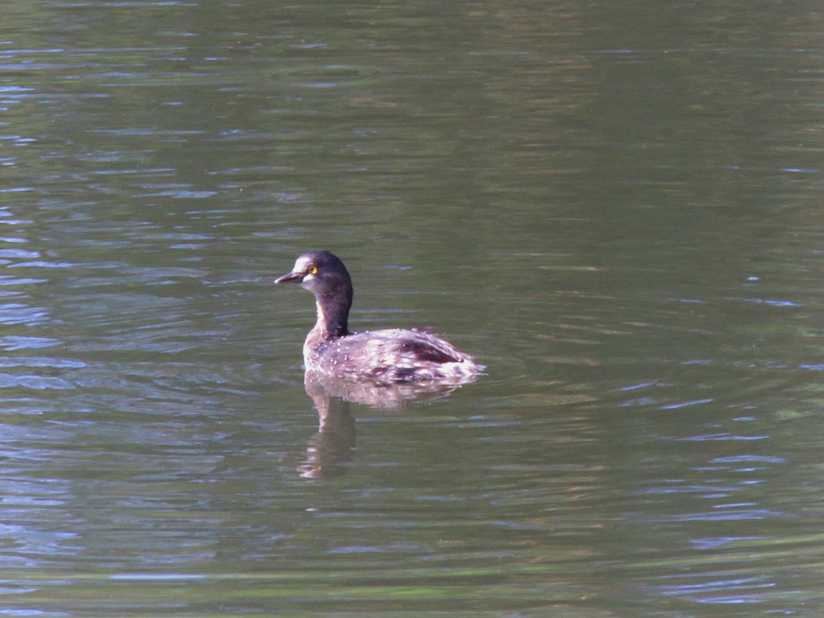 Least Grebe - ML438164721