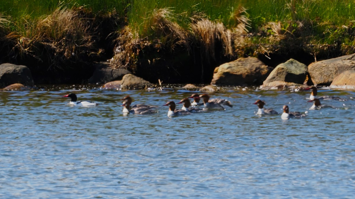 Common Merganser - ML438166271