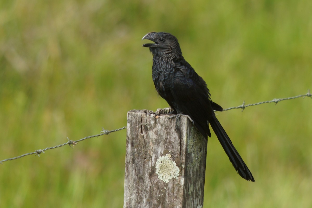 Smooth-billed Ani - Robin Oxley 🦉