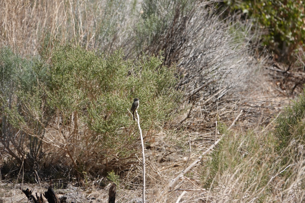 Gray Flycatcher - ML438167861