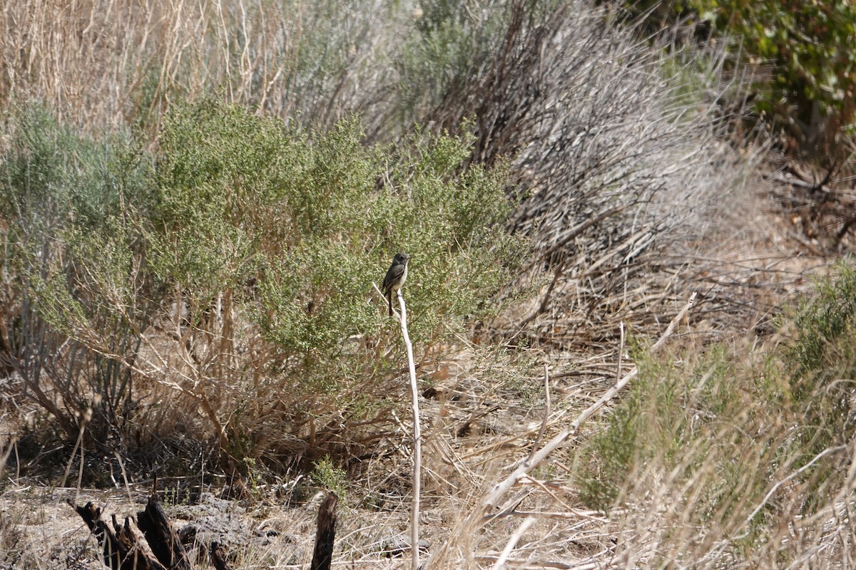 Gray Flycatcher - ML438167871