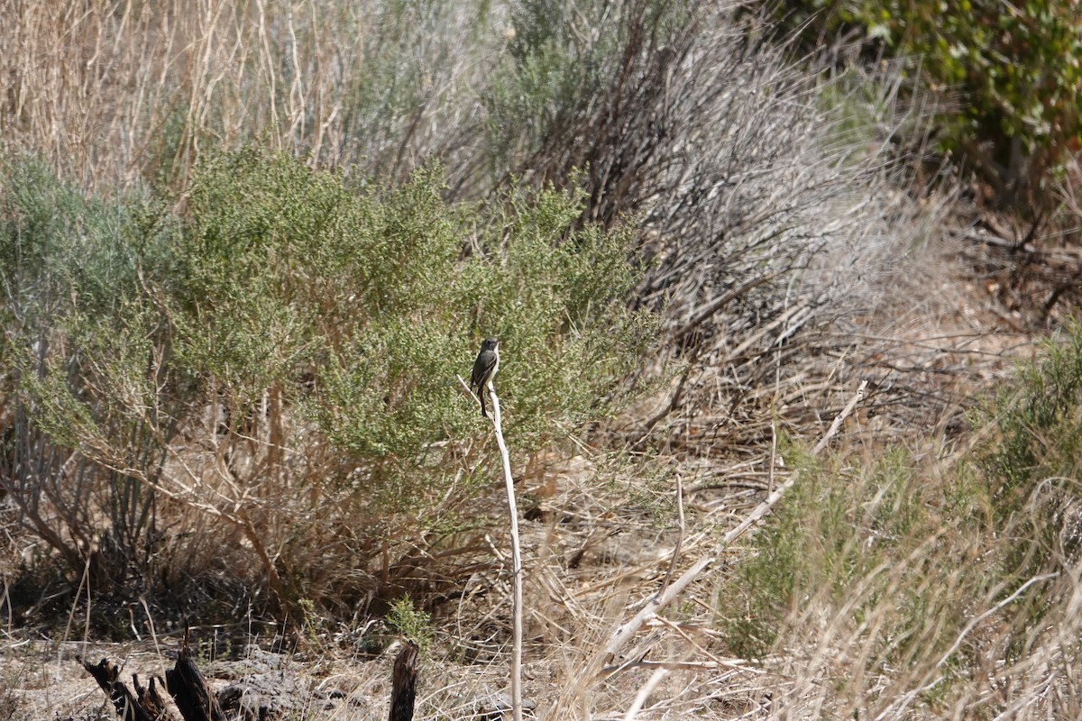 Gray Flycatcher - ML438167901