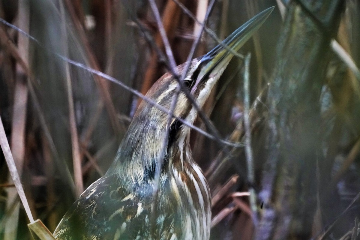 American Bittern - ML438168741