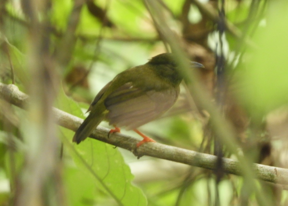 White-collared Manakin - ML438168911