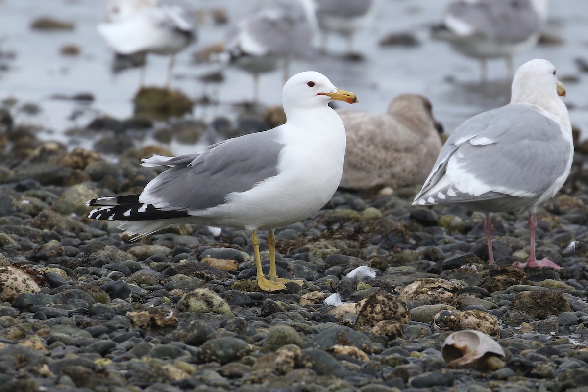 California Gull - Liam Singh