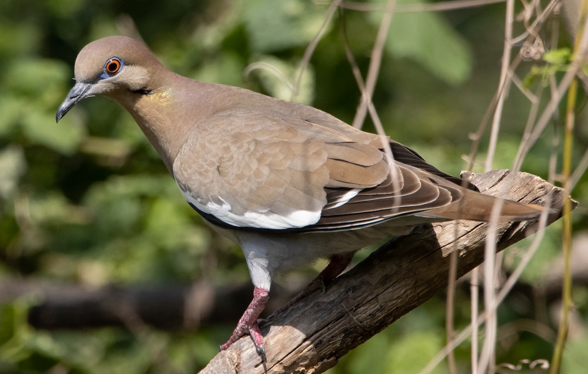 White-winged Dove - Liam Huber