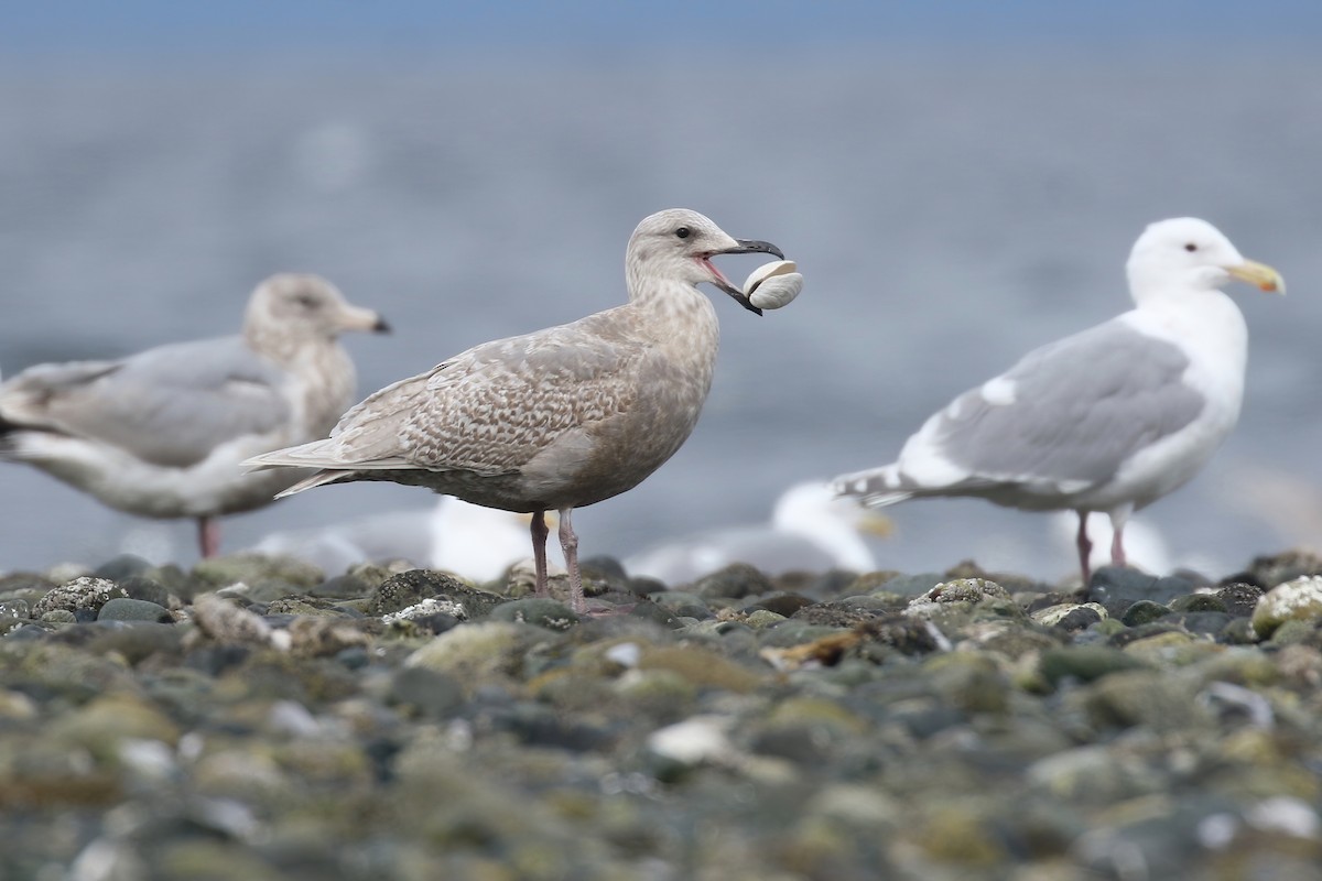 Glaucous-winged Gull - ML438170561