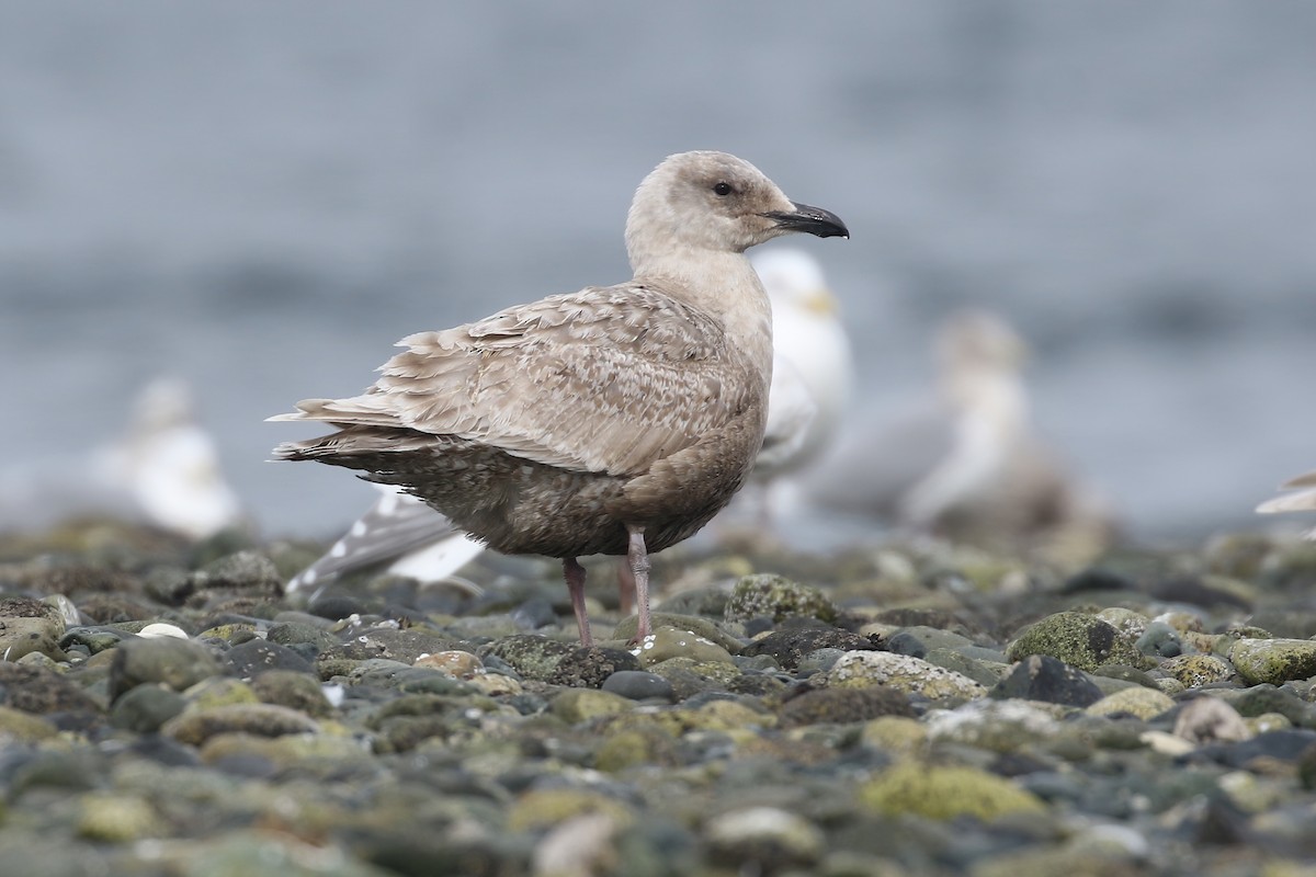 Glaucous-winged Gull - ML438170601