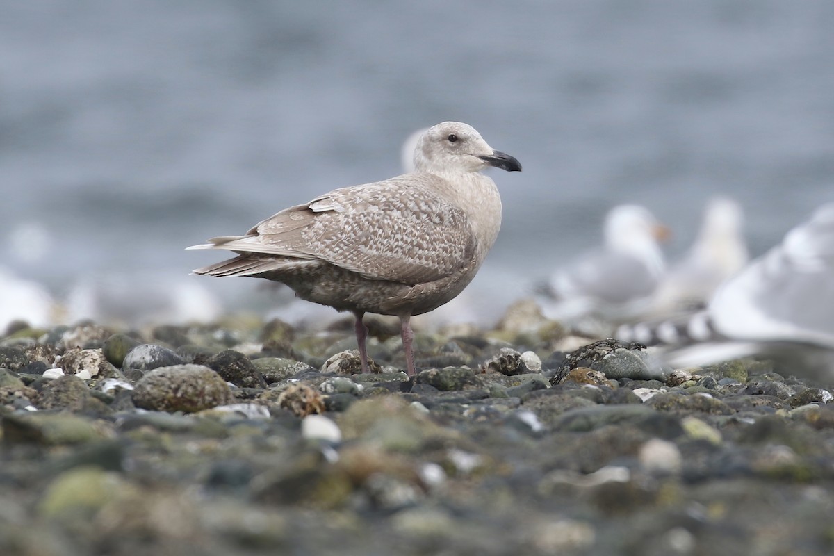 Glaucous-winged Gull - ML438170671