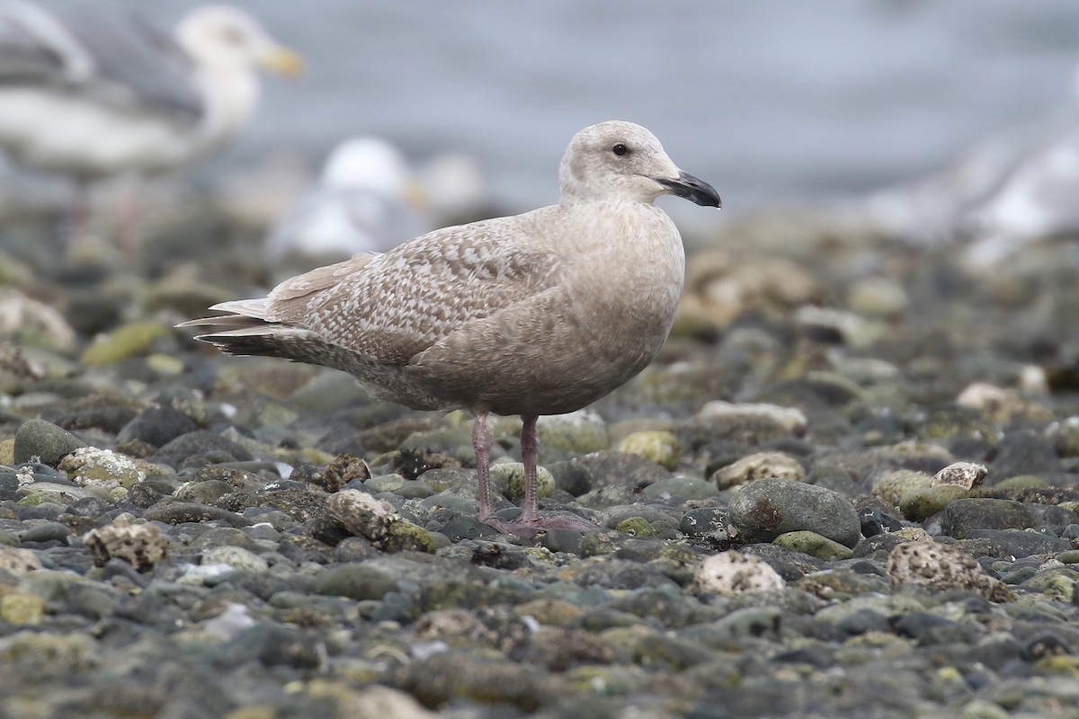 Glaucous-winged Gull - ML438170731