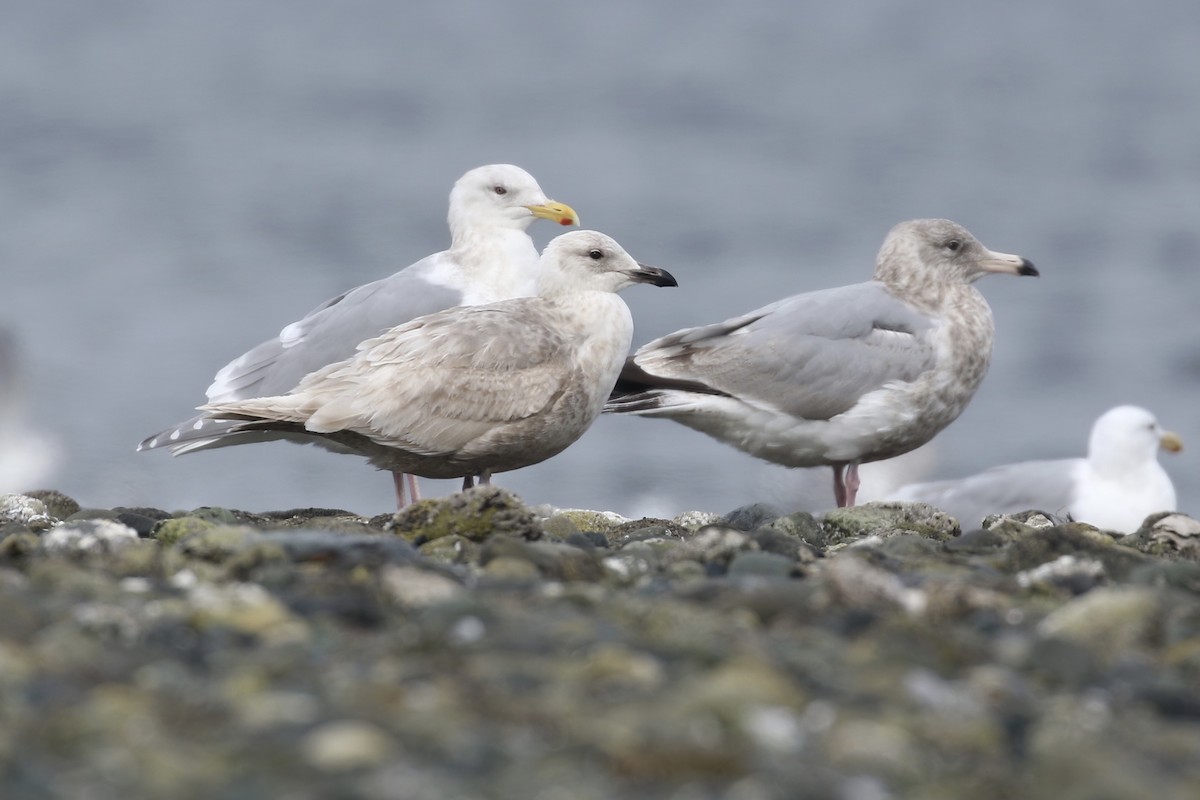 Glaucous-winged Gull - ML438170751