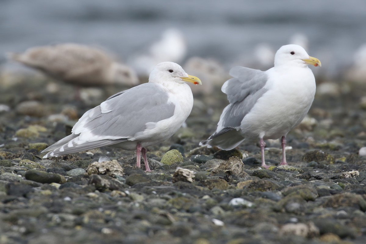 Glaucous-winged Gull - ML438170781