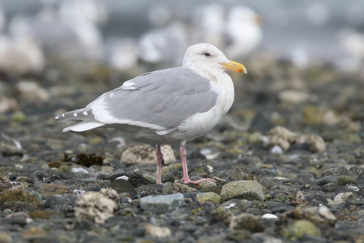 Glaucous-winged Gull - ML438170811