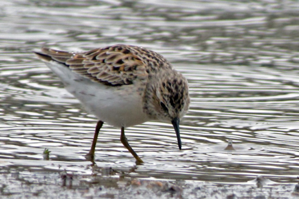 Wiesenstrandläufer - ML438170921