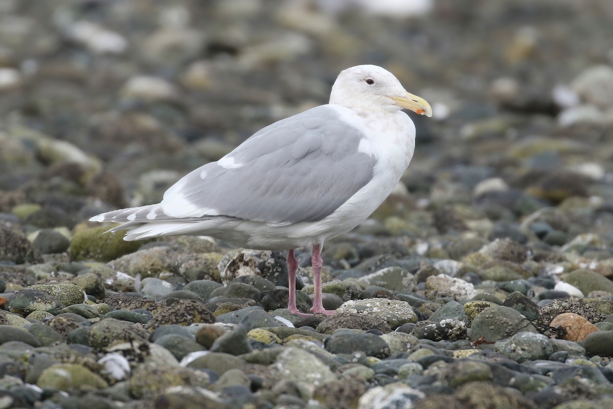 Glaucous-winged Gull - ML438170931