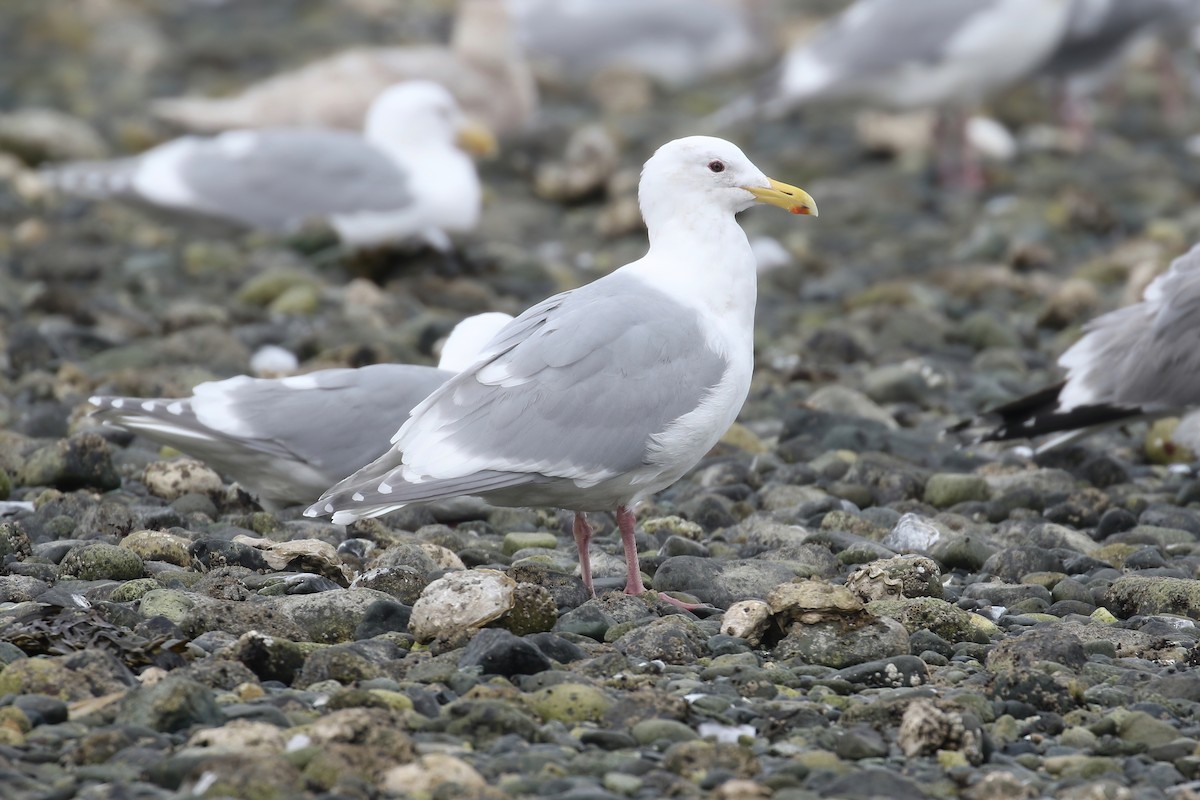 Glaucous-winged Gull - ML438171011