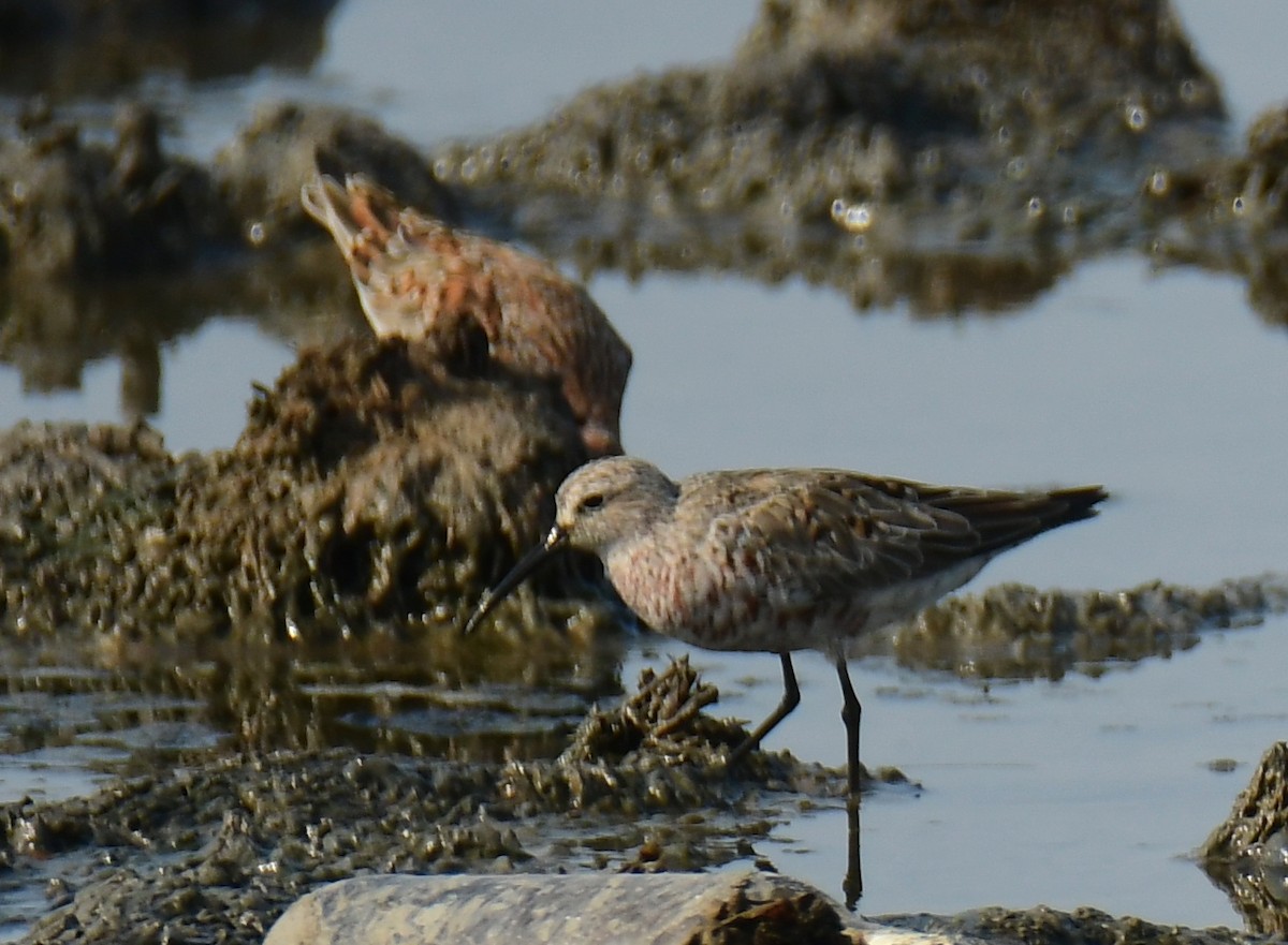 Curlew Sandpiper - ML438171021