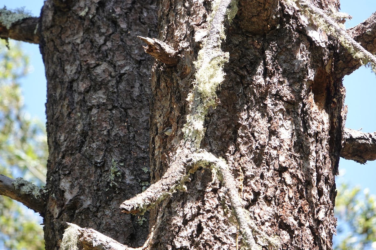 Pygmy Nuthatch - ML438172101