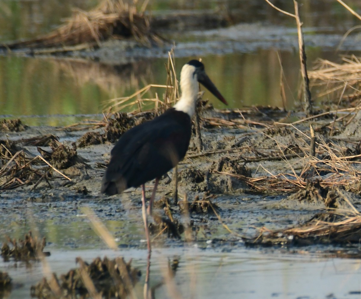 Asian Woolly-necked Stork - ML438172151