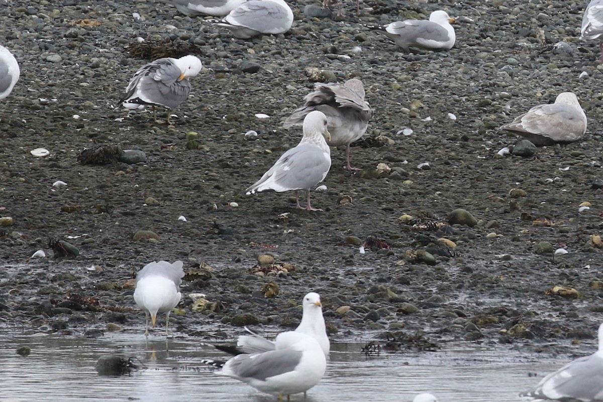 Iceland Gull (thayeri/kumlieni) - ML438172631