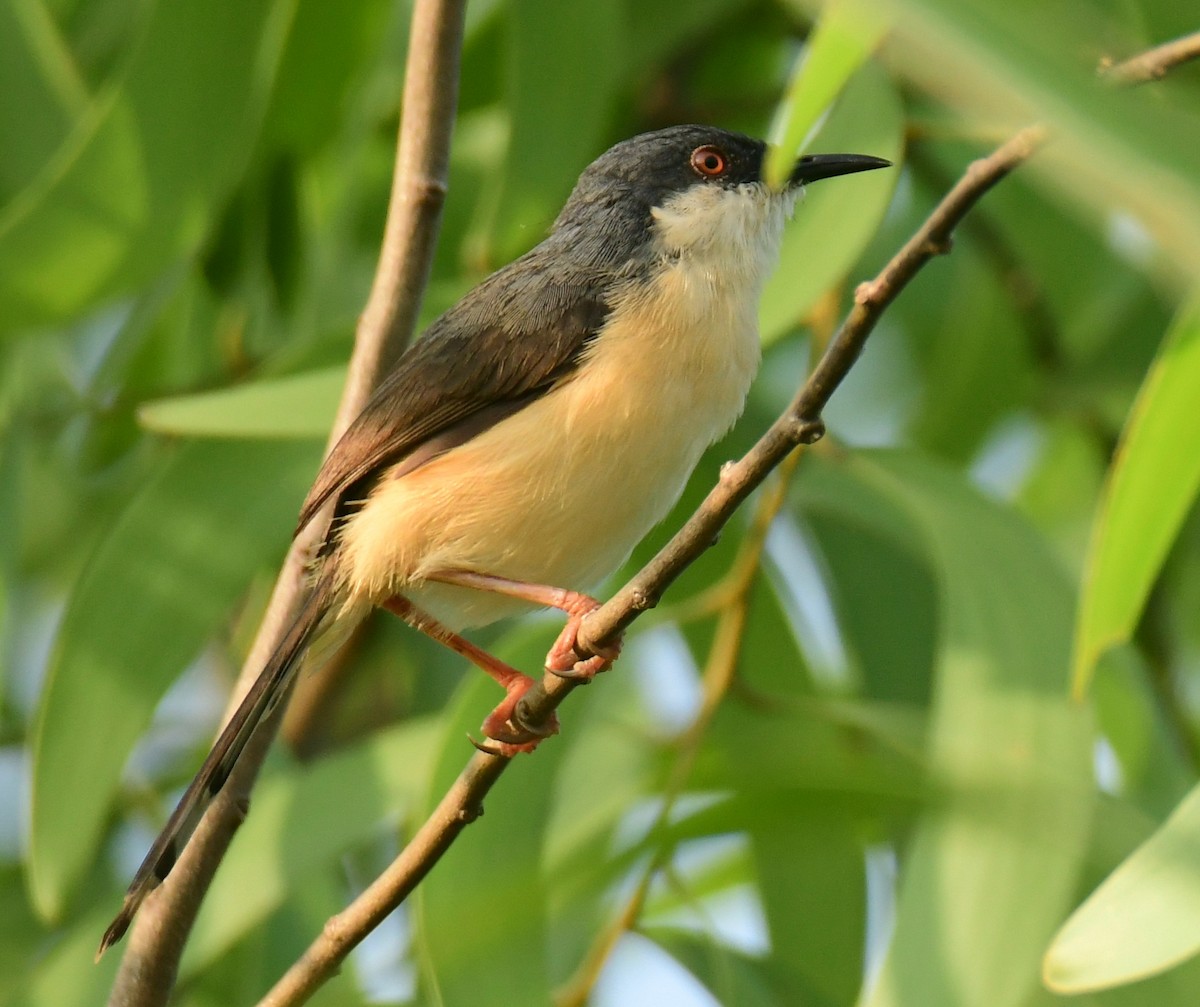 Ashy Prinia - ML438173341