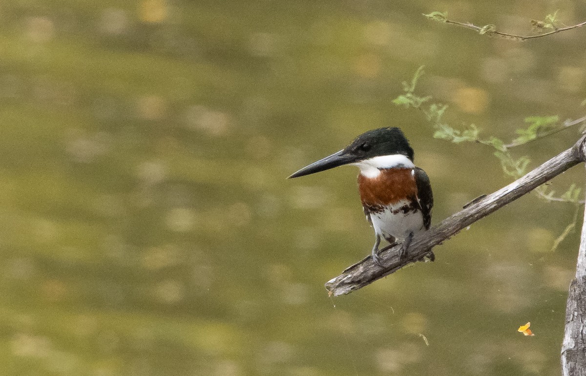 Green Kingfisher - Liam Huber