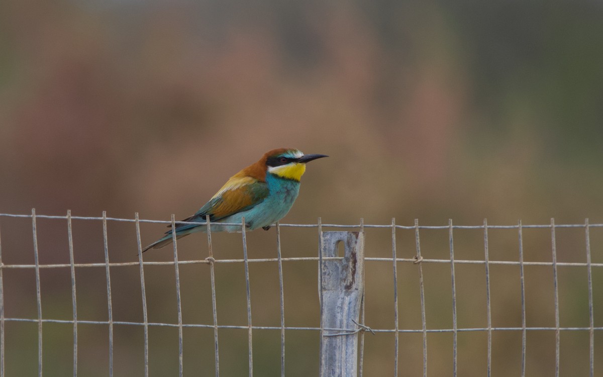 European Bee-eater - ML438175991