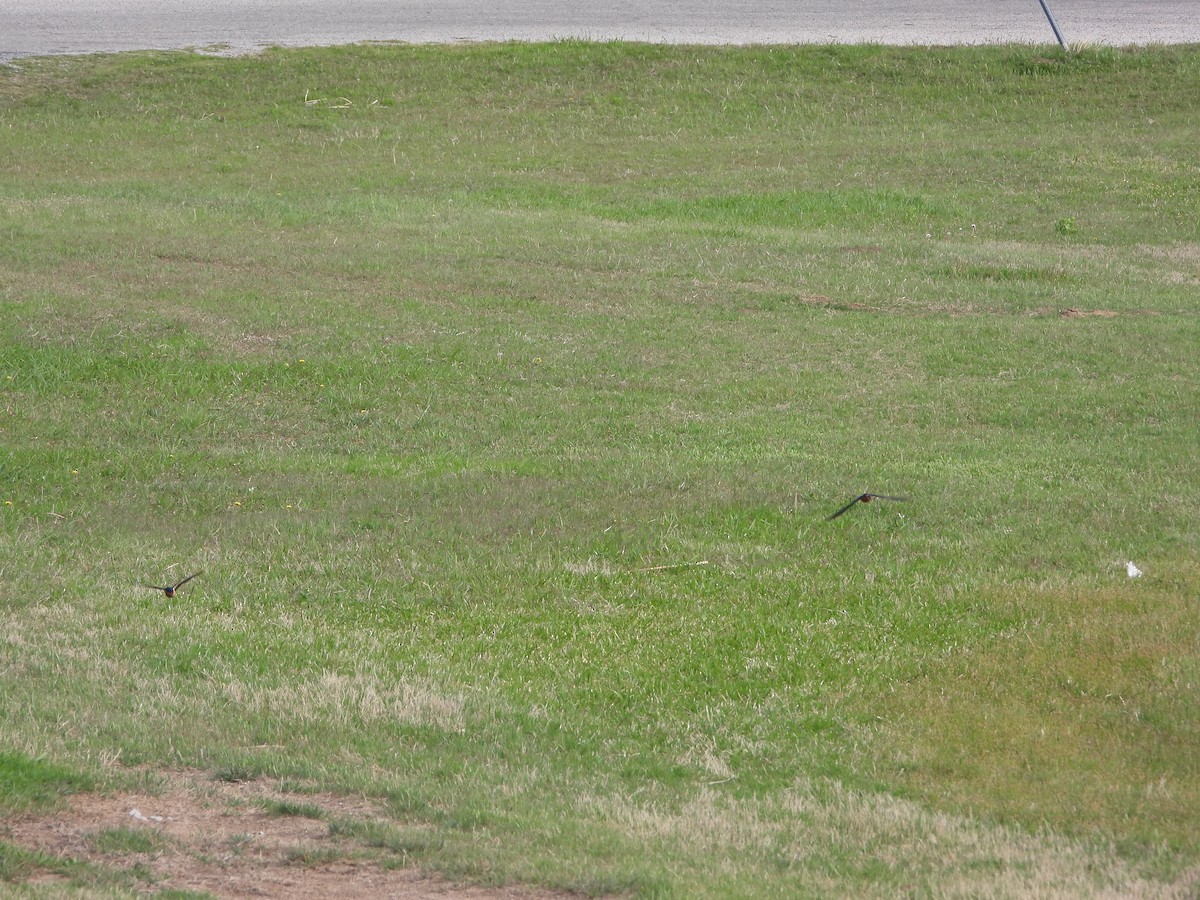 Barn Swallow - ML438176021