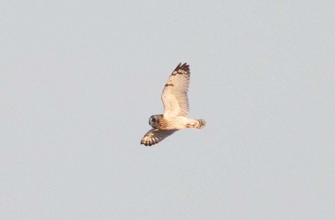 Short-eared Owl - ML438176311