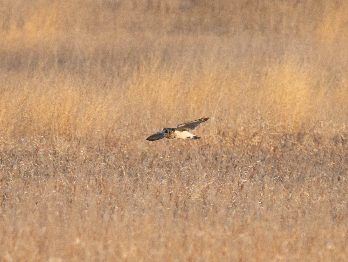 Short-eared Owl - ML438176321