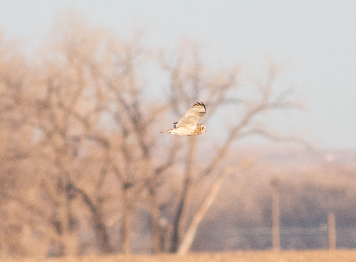 Short-eared Owl - ML438176331