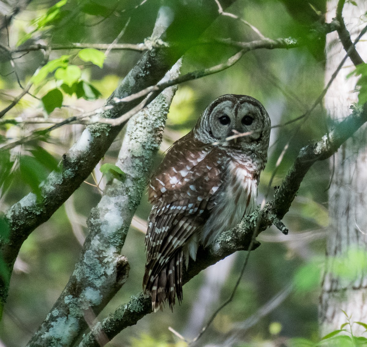 Barred Owl - ML438177091