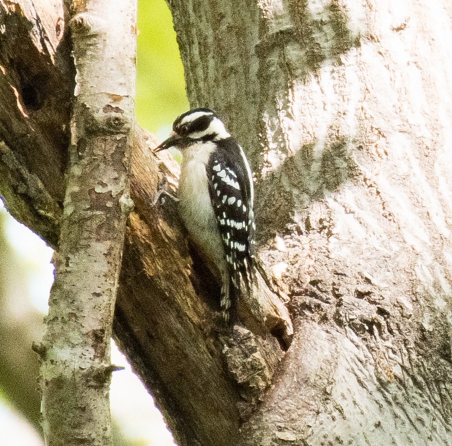 Downy Woodpecker - ML438177211