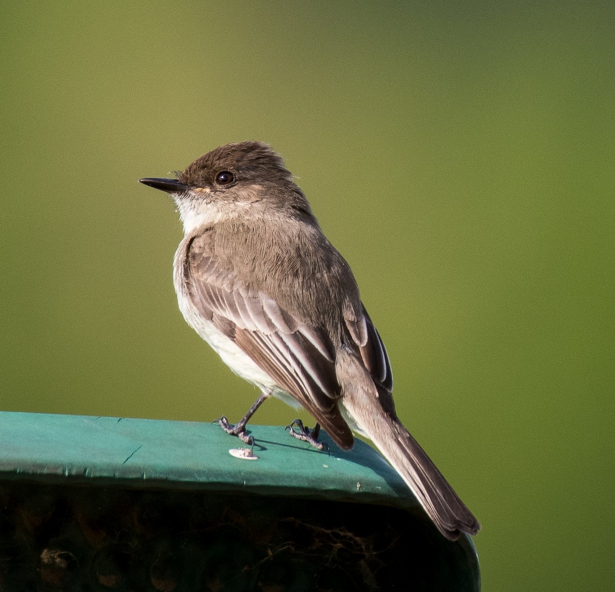 Eastern Phoebe - ML438177261