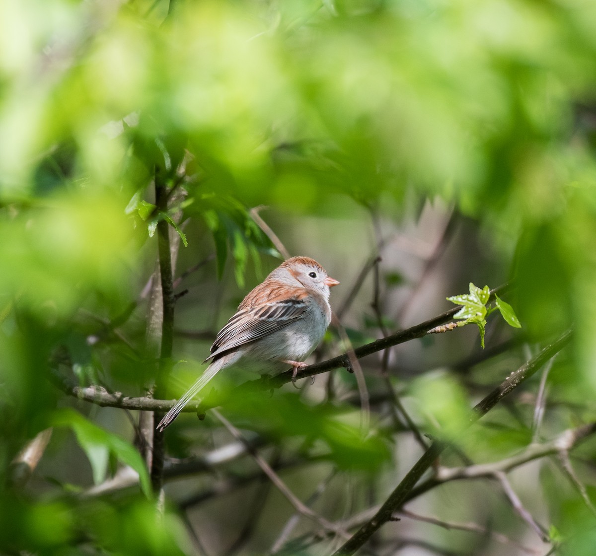 Field Sparrow - ML438178791