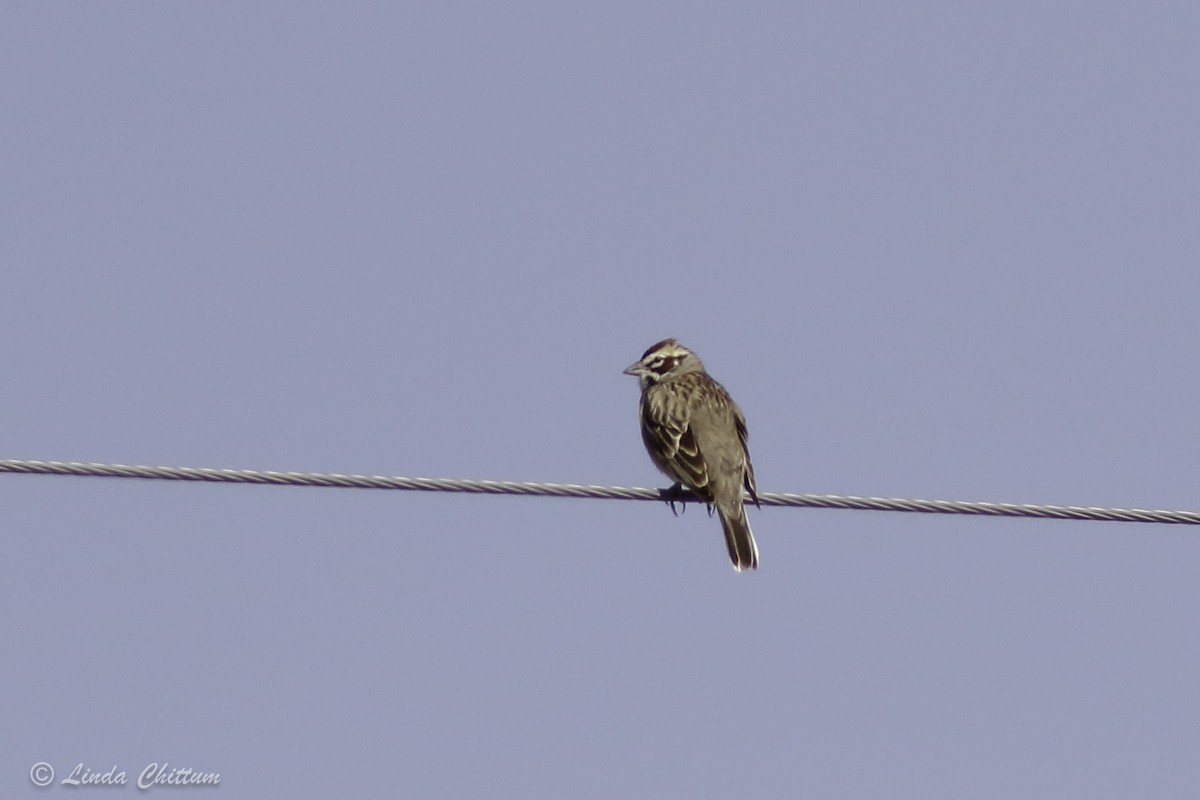 Lark Sparrow - ML438178821