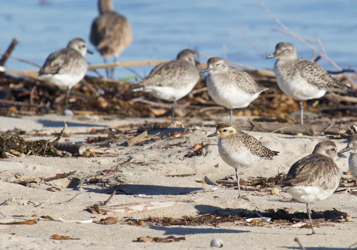 Pacific Golden-Plover - Mike Wittmer